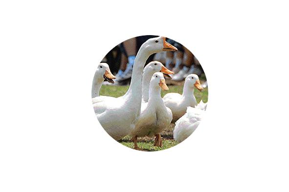 亲子牧场的标杆，看看这家年入2亿的母亲牧场是怎么做到的