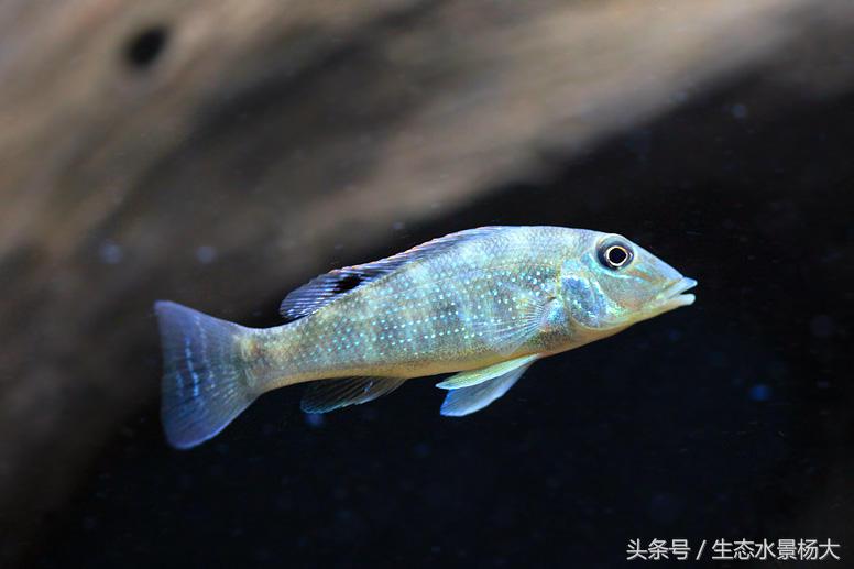 哪些慈鲷是食土鲷,食土鲷和慈鲷能混养么