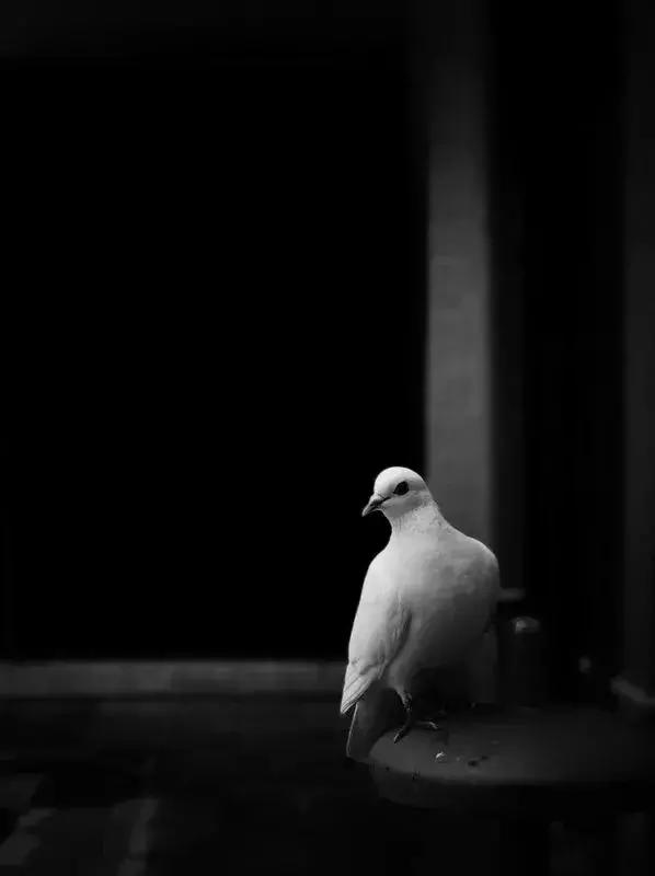 手机拍出好看的影集,手机摄影作品推荐