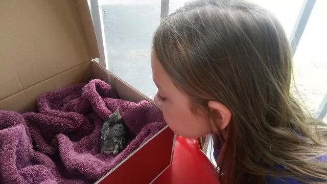 万物皆有灵救了蛇王一命,万物皆有灵救了一只狼崽