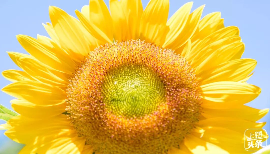 上海罗泾向日葵花田,上海各公园向日葵花海即将盛放