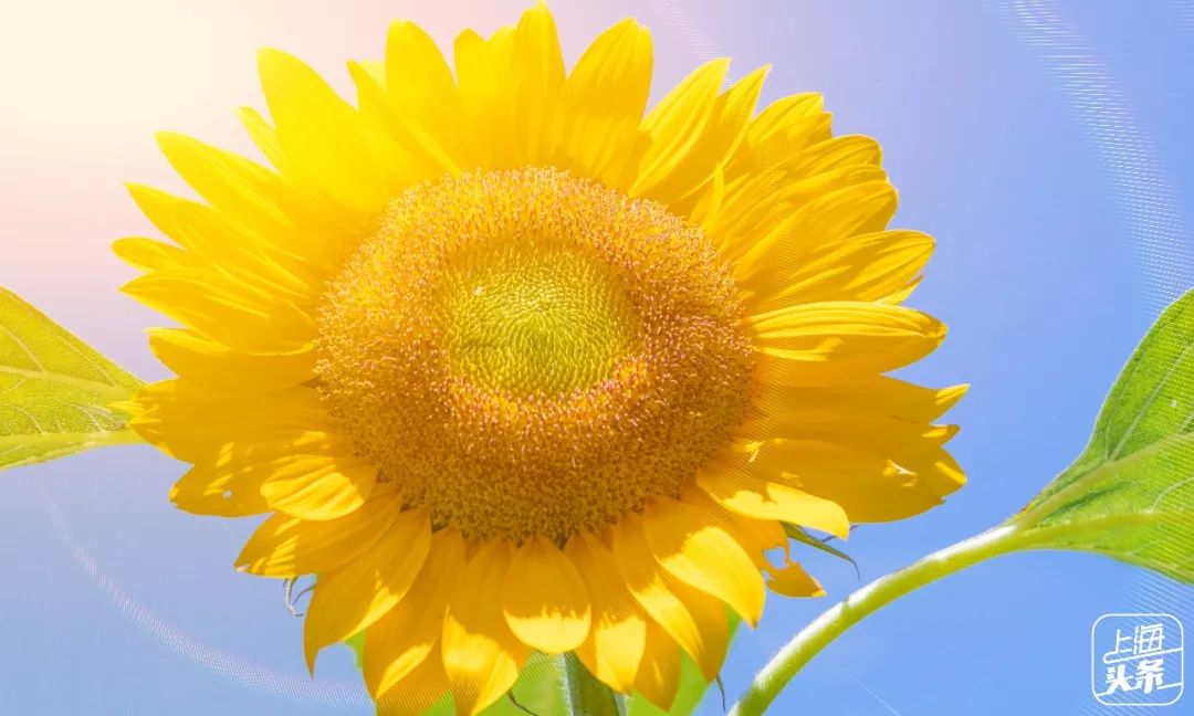 向日葵花海上海旅游攻略,上海市中心有一片向日葵花海