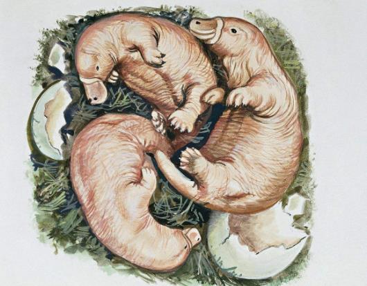 世界上极度怪异的巨大动物,世界上最奇特又怪异的动物