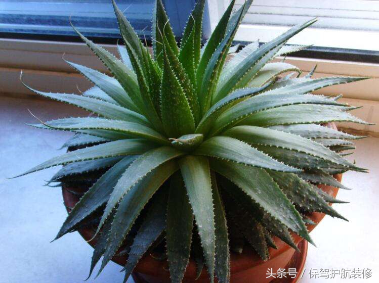 什么绿植吸收甲醛效果最好,哪些绿植好除甲醛又寓意好