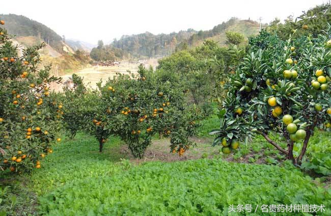 广西种植中药材哪些药材前景好,2021年中药材种植前景分析图