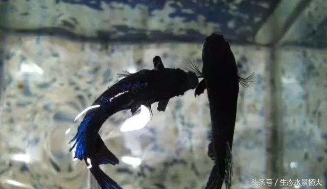 揭秘你不知道的江湖,你不知道的江湖