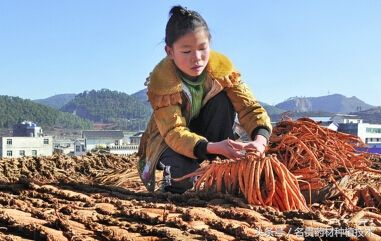 种植什么药材最赚钱又快,现在种植什么药材最赚钱最快