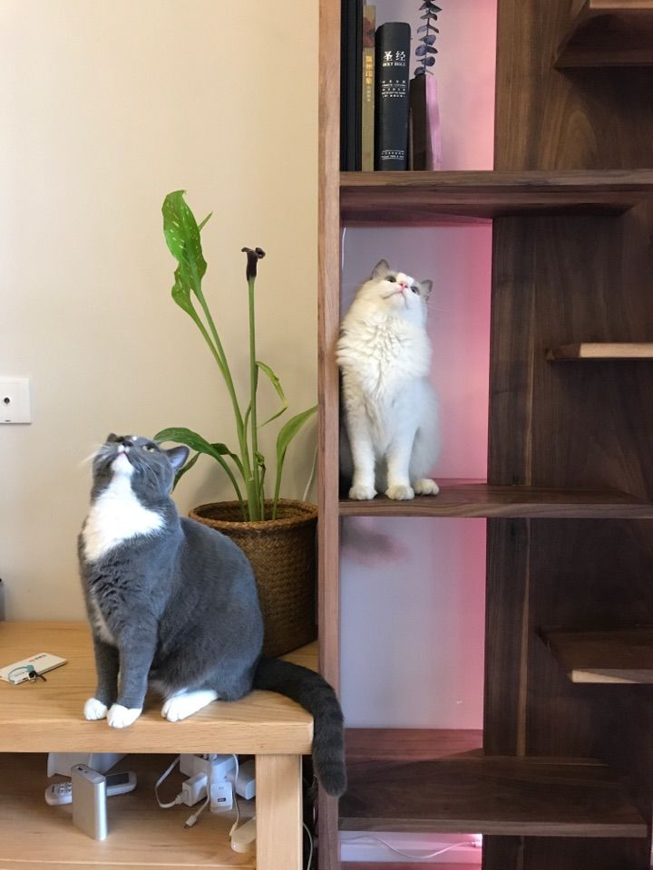 全屋实木家具布置 (家里装修设计实木家具)