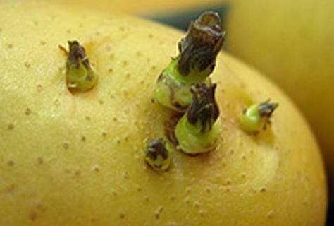 土豆撸冰,土豆焯水后变红怎么处理