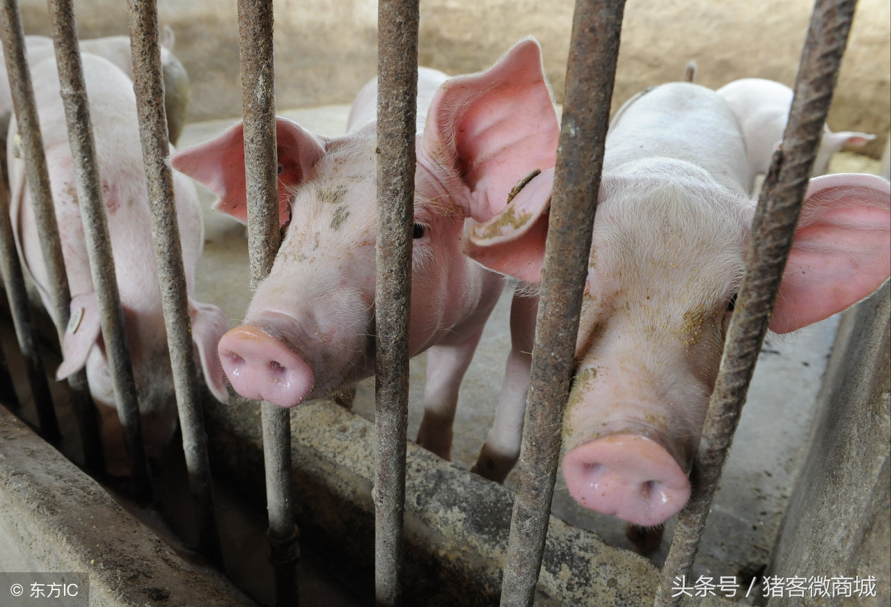 母猪产道撕裂流血,母猪产仔时产道出血咋办