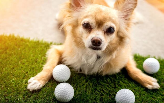 当“狗”成为一种普遍自称，你觉得对狗公平吗？