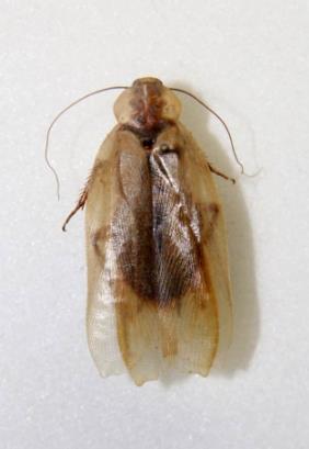 为什么蟑螂能抗辐射,为什么蟑螂怕辐射