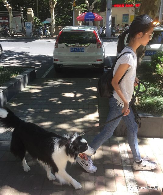 上海老城游览计划，狗狗导游的特别行动