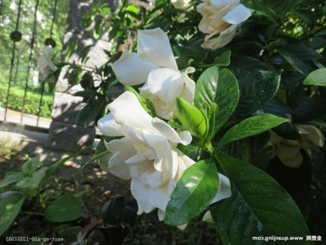 栀子花叶上的红蜘蛛怎么治,栀子花红蜘蛛用什么药能彻底消灭