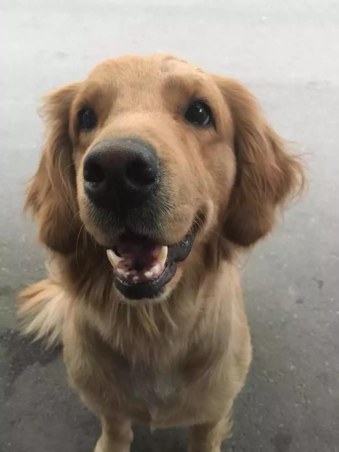 老狗死前的症状,老狗临死前有什么前兆