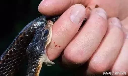 广东一小区出现蛇,广州某小区内惊现蛇