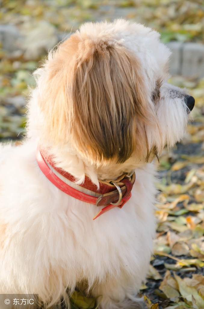 哈巴狗是什么种类狗,哈巴狗就是指一种非常可爱的狗