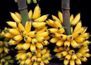 香蕉帝王蕉图片,粉蕉金蕉