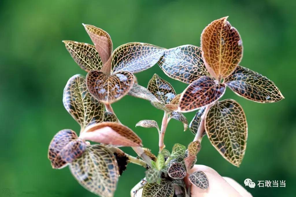 罗浮山百草油重金求购“野生金线风”，3万元/公斤，有什么内幕？