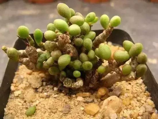 山东多肉小朋友,淄博养多肉