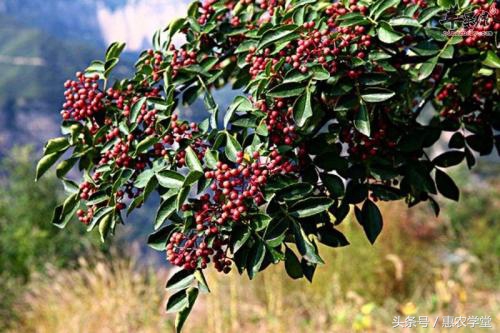 花椒种植技术和方法青花椒,用花椒籽可以种花椒吗