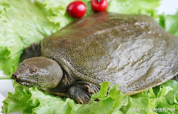 湖南地标菜甲鱼,常德汉寿甲鱼制作过程