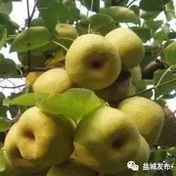 盐城这些镇村成为全国“示范”！特产品牌各不相同，你都了解吗？