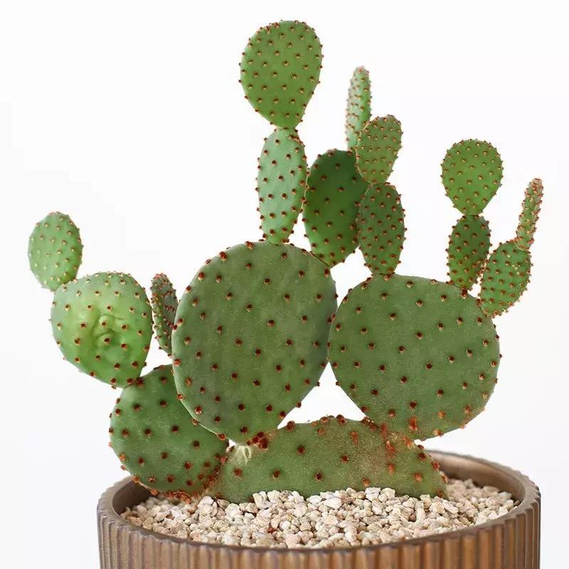 房间空气净化盆栽,空调房养盆栽技巧