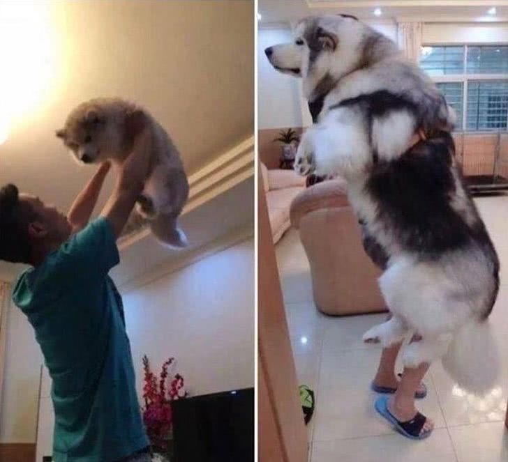 狗狗叼个东西不愿意放,狗狗叼过来的东西他们不觉得脏吗