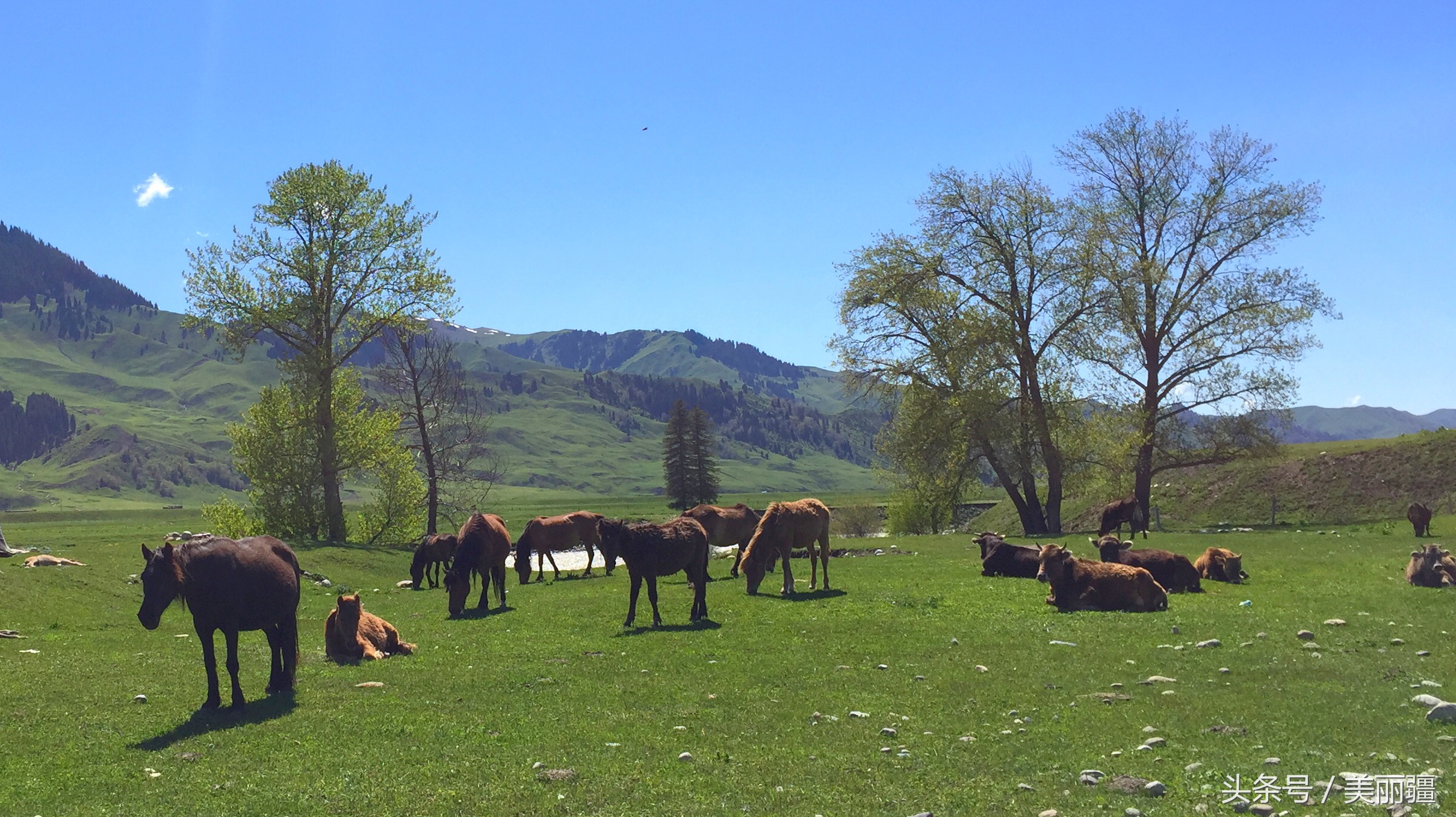 新疆黑蜂基地伊犁,新疆尼勒克县黑蜂蜂蜜