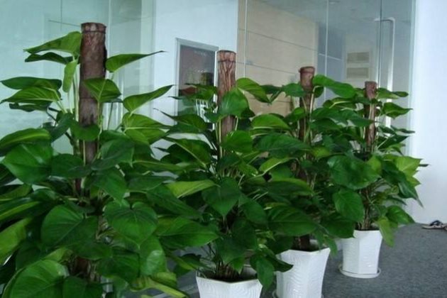 绿萝黄叶要怎么处理？这些方法学会了，越养越茂盛！