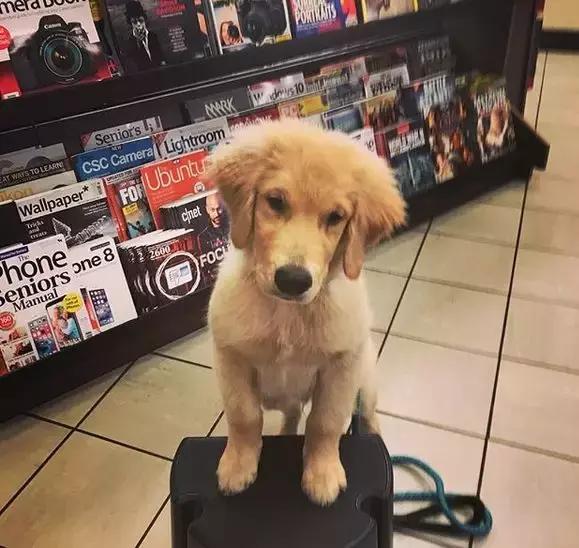 金毛行为的异常,金毛有异常怪异行为要留心