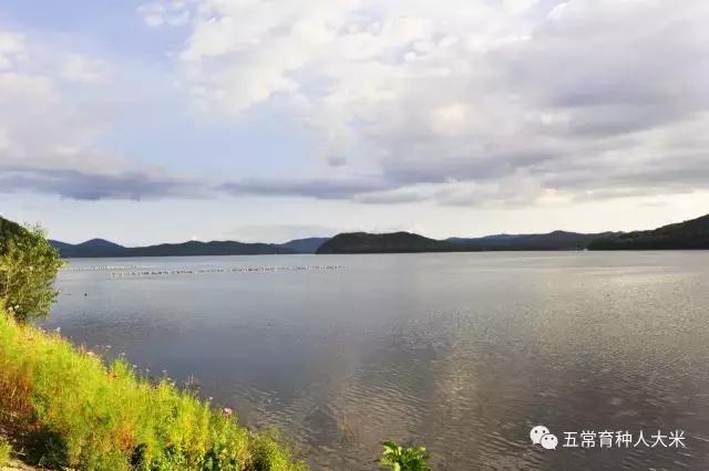 有机大米和东北大米哪种好,五常大米稻花香2号有机大米