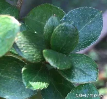 杜鹃花夏鹃品种有哪些特点,杜鹃花的夏鹃怎么养好