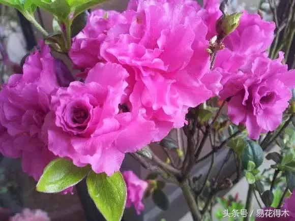 鹃之舞杜鹃的养护方法,杜鹃花春鹃和夏鹃的区别