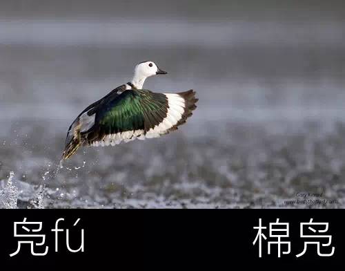 带你认识几个主播,带你认识几种常见的野菜