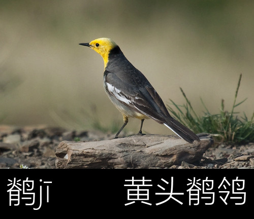 璁よ瘑楦熷瓧,楦熺殑16涓父瑙佸瓧