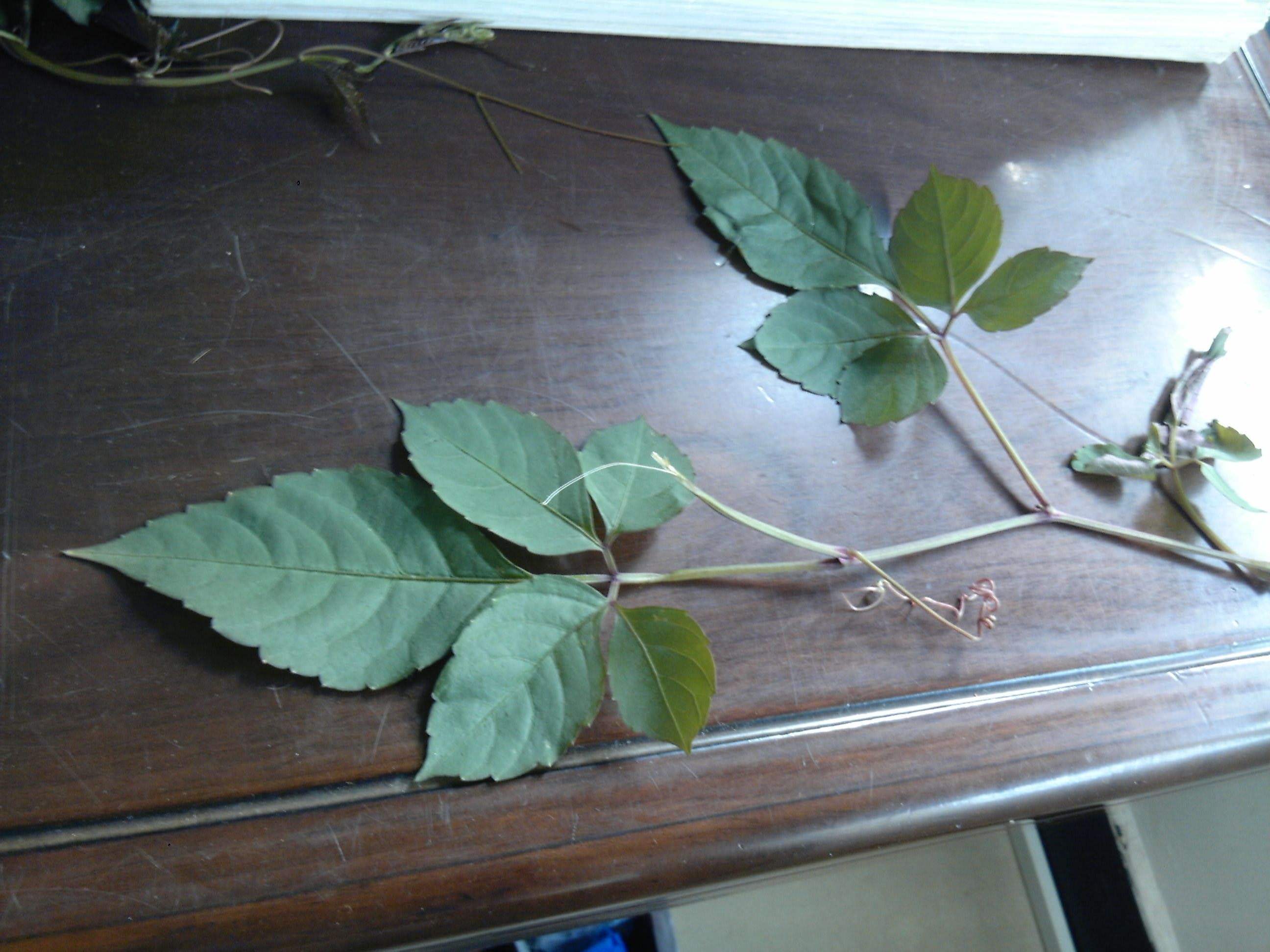 爬山虎盆景北方冬天落叶吗,爬山虎盆景提根怎么养成的