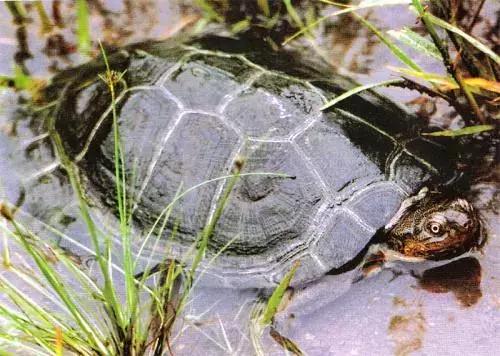 黄沙鳖养殖技术视频讲解,农家生态龟鳖养殖技术