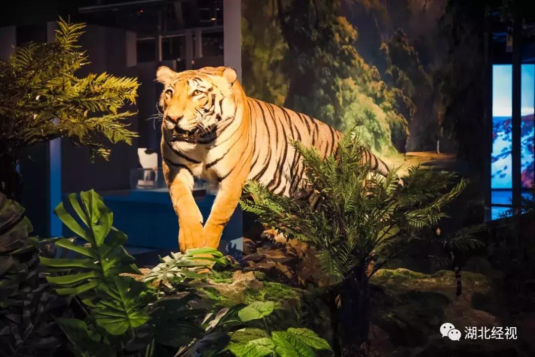 民航局要求退机票,民航取消机票改签不需要补差价吧