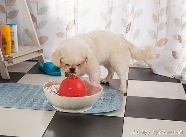 狗狗不喝水怎么办才能让狗狗喝水,狗狗两天没有喝水突然大量喝水