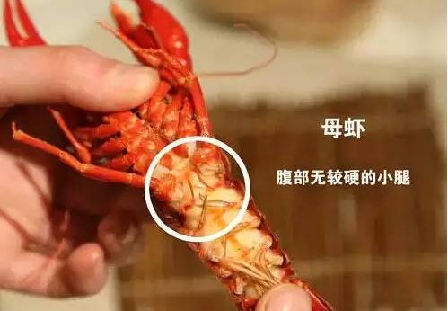 小龙虾夜宵美食最近最火爆的,小龙虾永恒之巅