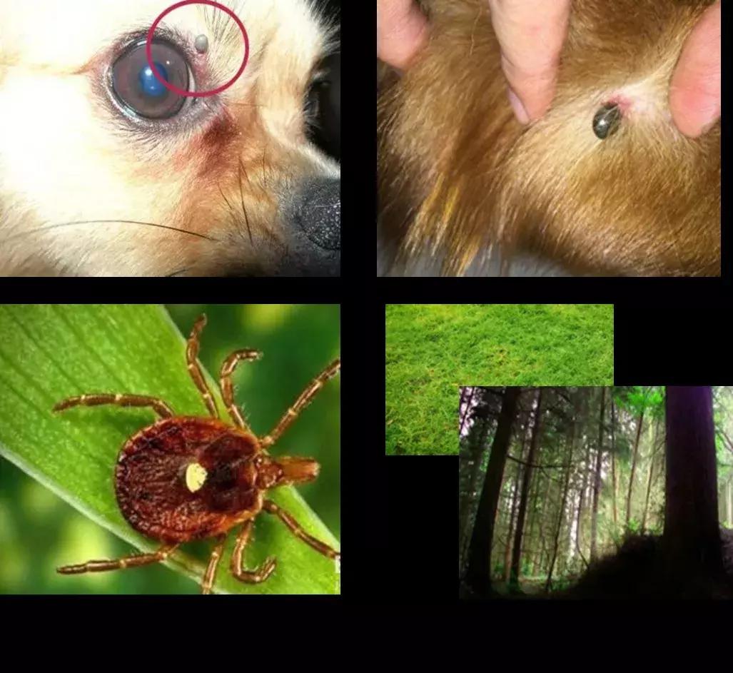 西安蜱虫叮咬去哪里治疗,疾控重要提醒户外警惕蜱虫