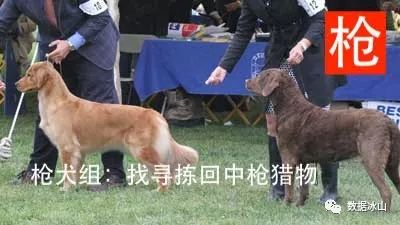 遇见遛狗的小姐姐怎么聊天,单身狗怎么吸引妹子