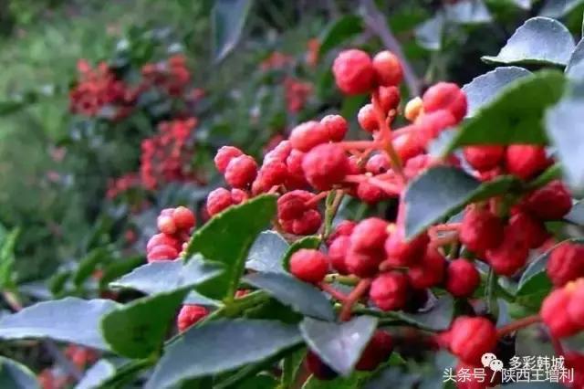 韩城花椒何去何从 (韩城花椒带来的经济效应)