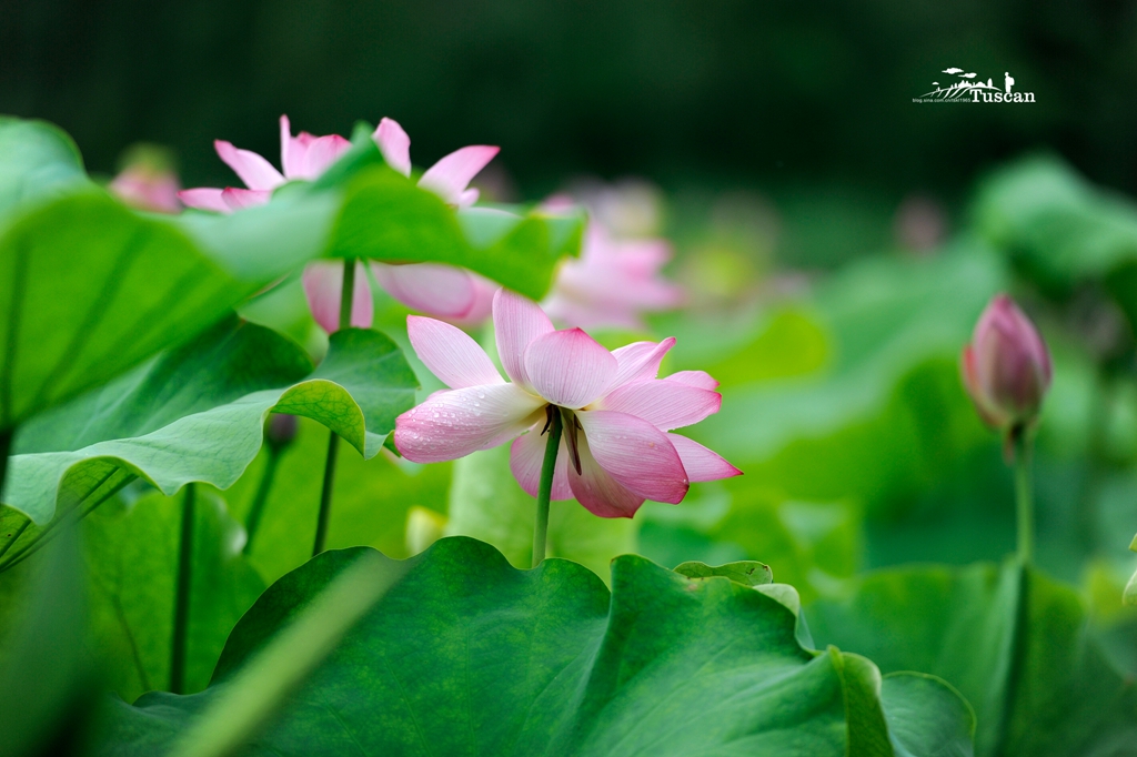 陕西除了黄土高坡，更有临渭迷人的青山绿水