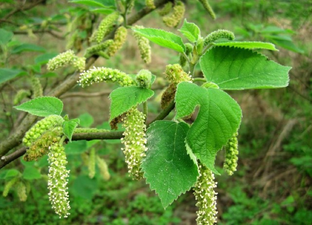 杨梅相似的果子,什么野果长得像杨梅一样