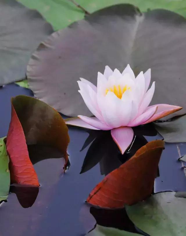 重庆可遮雨户外烧烤的地方,重庆高温消暑的地方