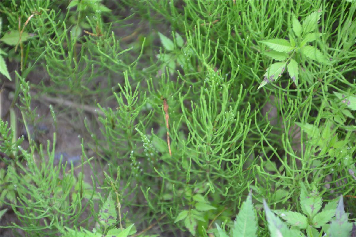 农村常见的这种野草，没有叶子，不能用力摸，会断成一节一节