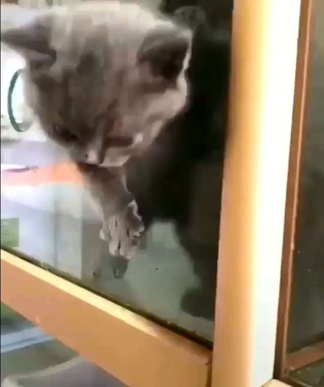 为什么说猫咪是液体动物,为什么都说猫是水做的